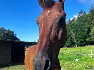 hästar Mor och dotter häst eller Far och son häst i Härryda - Annons 11