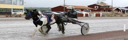 Allround hästar till salu: Sportig stor shetlandsponny - Annons 7