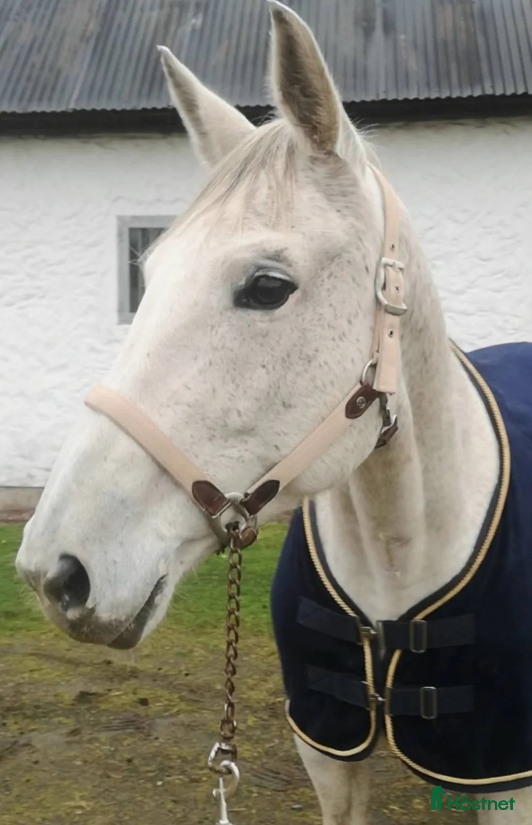 Hoppning hästar sökes: 🛑Bytes/Säljes 🛑 toppavelssto mot unghäst.  - Annons 2