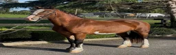 Allround hästar till salu: Stunning Welsh cob - Annons 6