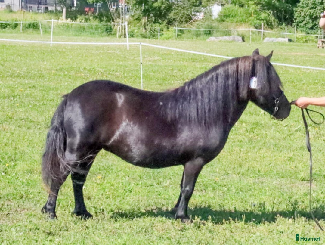 Avelshästar hästar till salu: Socialt standardsto i Norrala - Annons 1