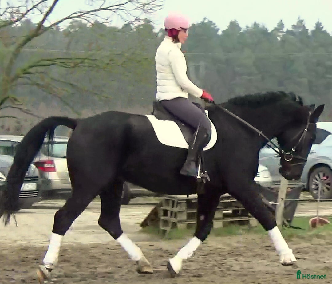 Allround hästar till salu: Fantastic Silesian horse for Christmas time i Örsundsbro - Annons 15