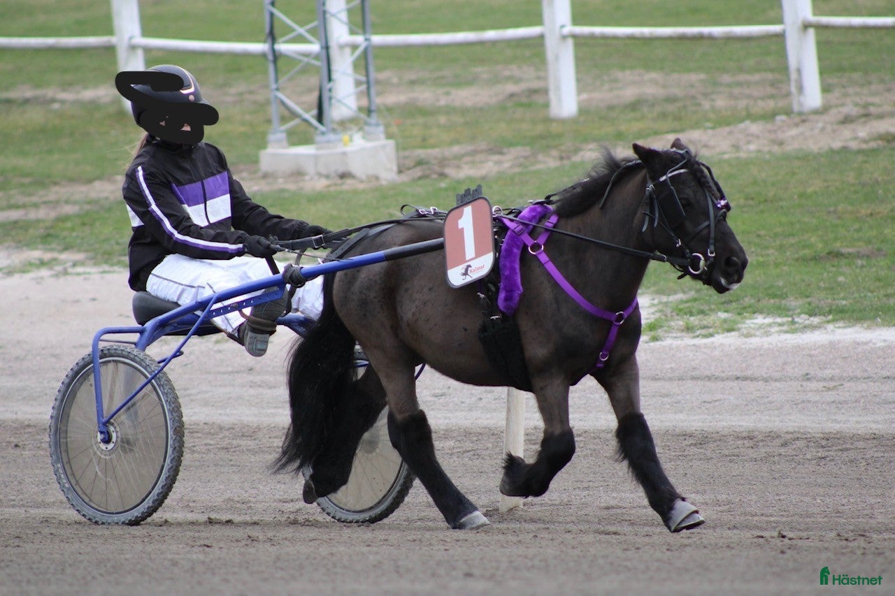  hästar Travshettis - Annons 2