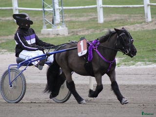 hästar Travshettis - Annons 1