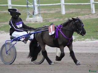 hästar Travshettis - Annons 2