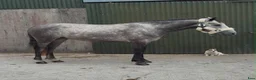 Allround hästar till salu: Connemara gelding 155cm - Annons 2