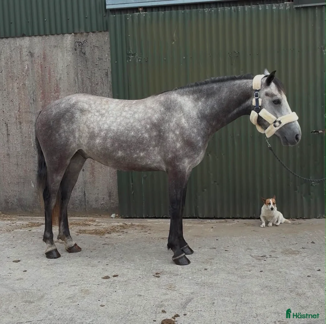Allround hästar till salu: Connemara gelding 155cm - Annons 2