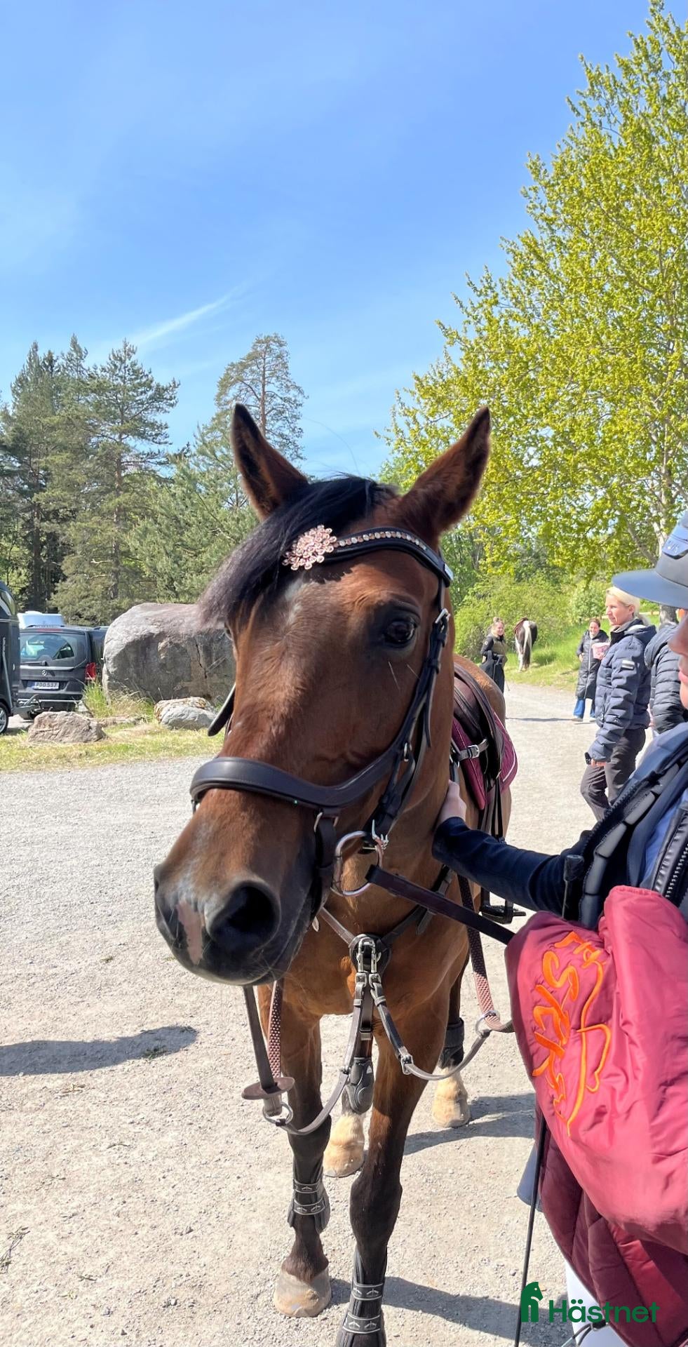  hästar Välutbildad och meriterad Svensk Ridponny - Annons 11