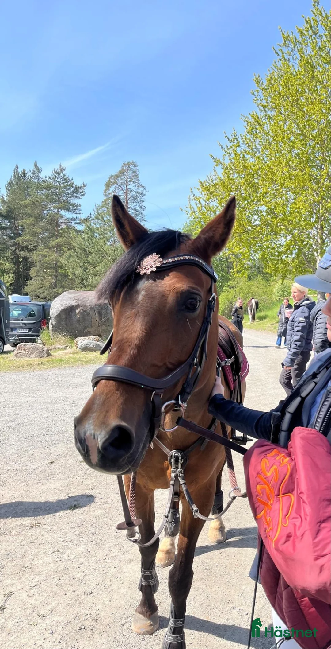 Allround hästar till salu: Välutbildad och meriterad Svensk Ridponny - Annons 1