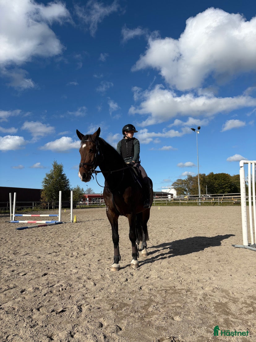  hästar Häst för köp sökes - Annons 12