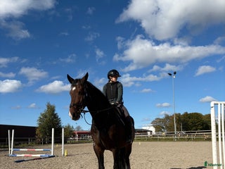 hästar Häst för köp sökes i Varberg - Annons 6