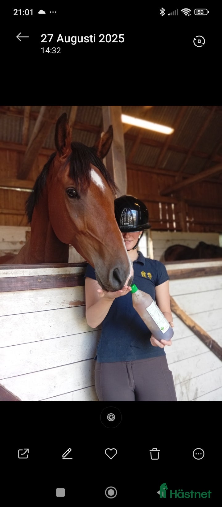  hästar Personlig valack med utstrålning  - Annons 1