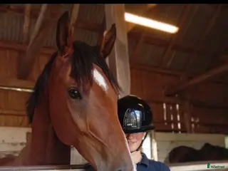 hästar Personlig valack med utstrålning - Annons 1