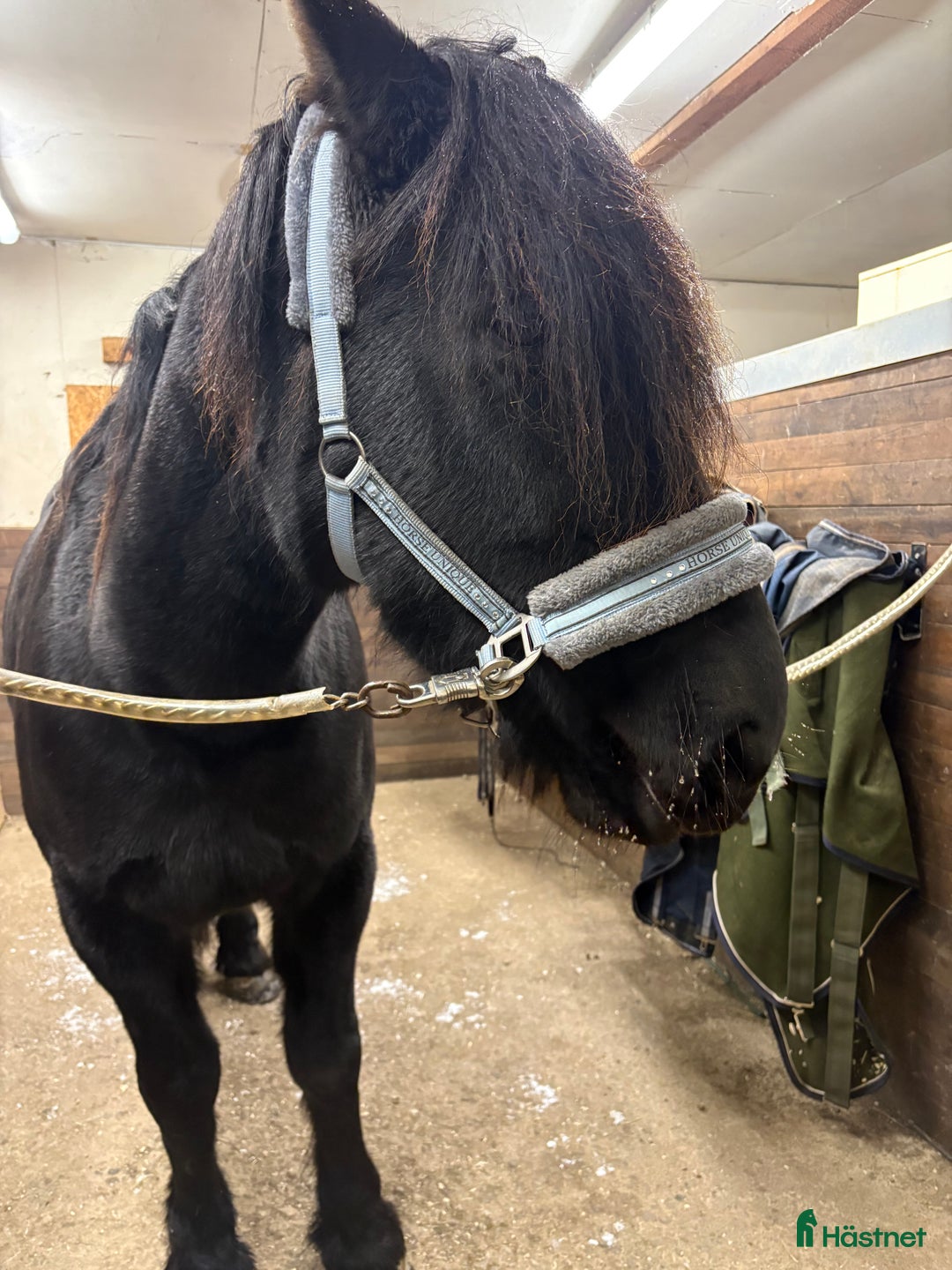 Allround hästar till salu: Kallblods sto  i Storuman - Annons 2