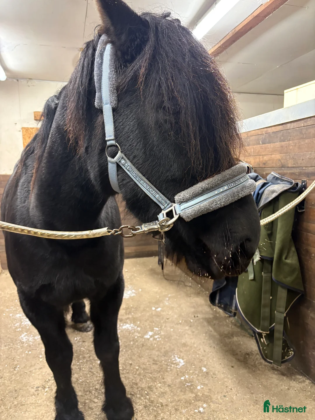 Allround hästar till salu: Kallblods sto - Annons 2