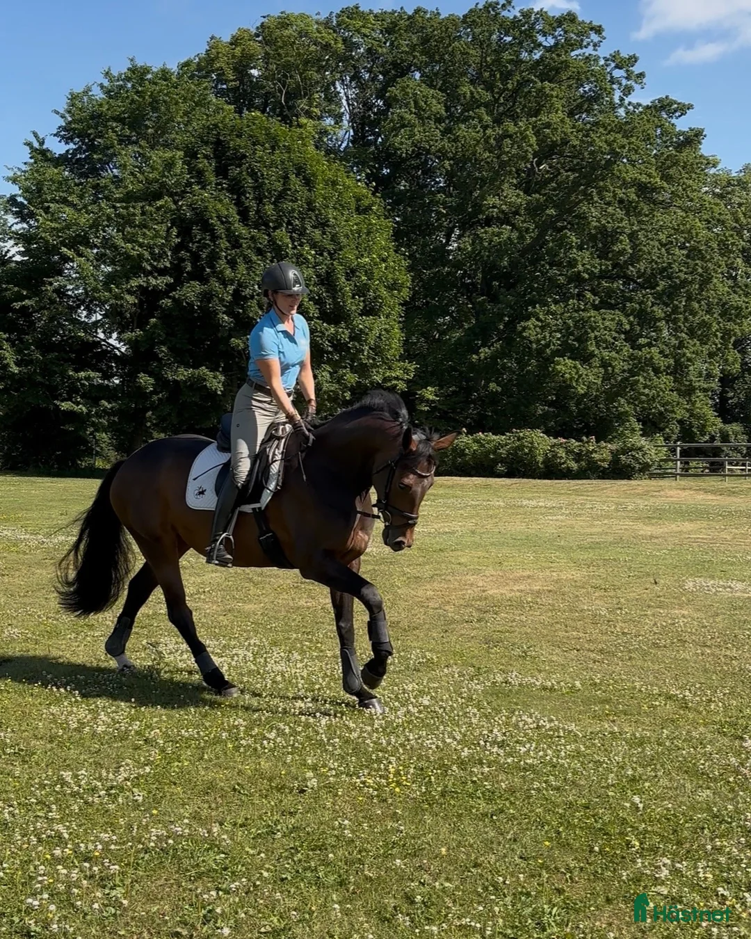 Allround hästar till salu: 5 årigt sto med bra temperament och hopptalang - Annons 1