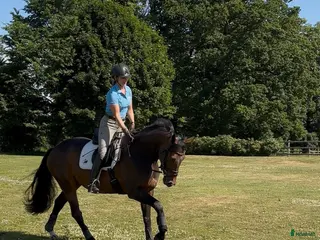 hästar 5 årigt sto med bra temperament och hopptalang - Annons 16