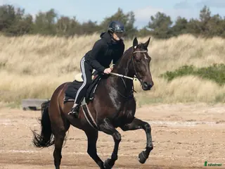 hästar Glad och positiv valack letar nytt hem i Halmstad - Annons 5