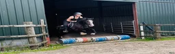 Allround hästar till salu: Lovely gelding 140cm - Annons 3