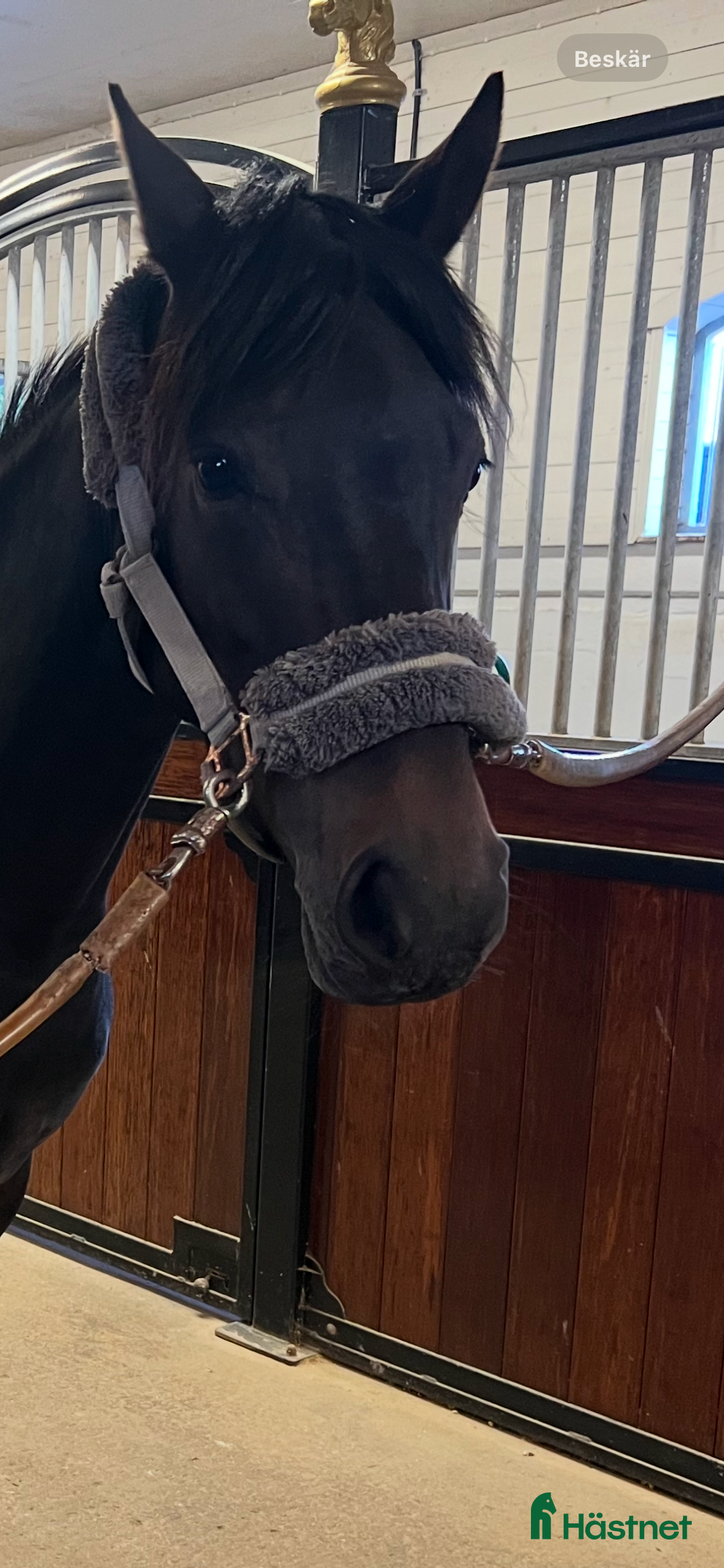  hästar Trevlig ponny - Annons 5