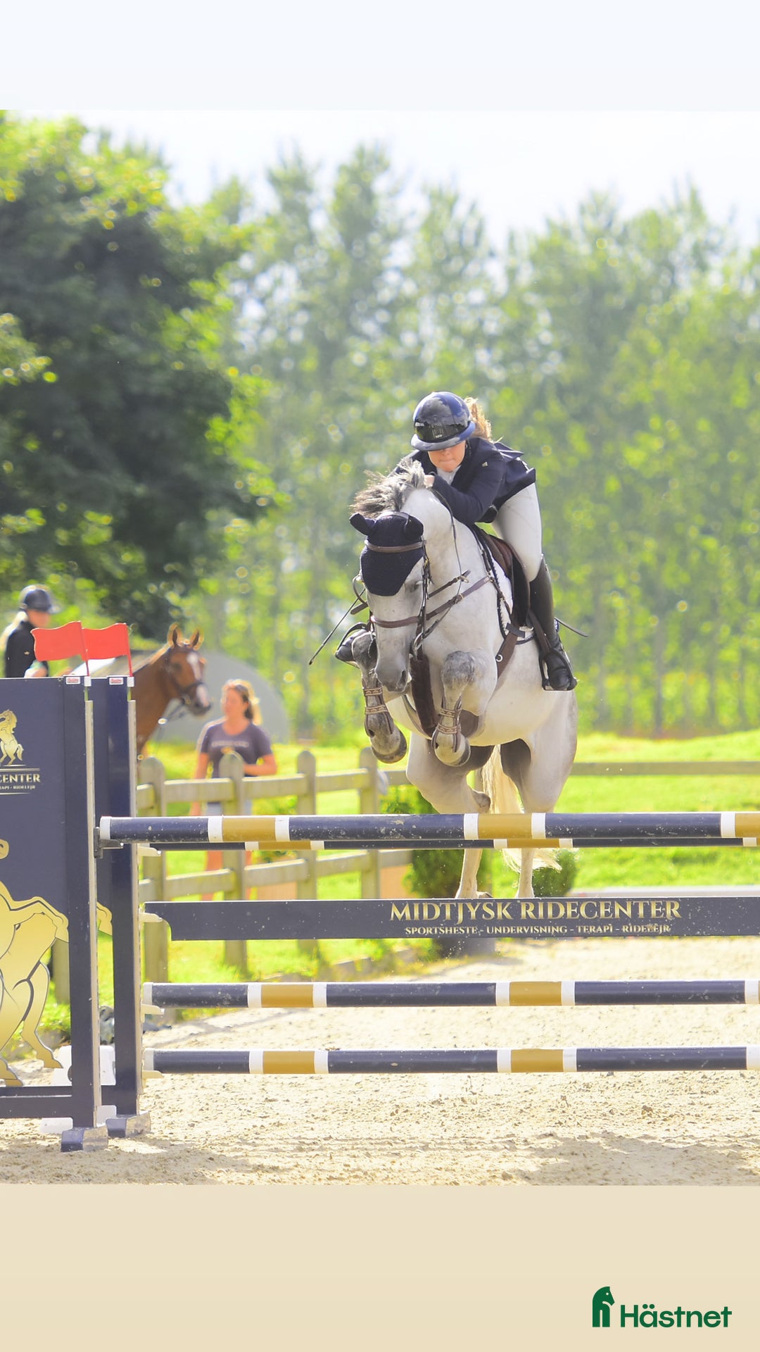 Hoppning hästar till salu: 8års vallak til salg  - Annons 2