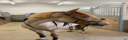 Allround hästar till salu: Charmigaste stjärnan🌟 - Annons 1