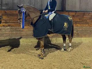 hästar Killen med hjärtat på rätt ställe - Annons 3