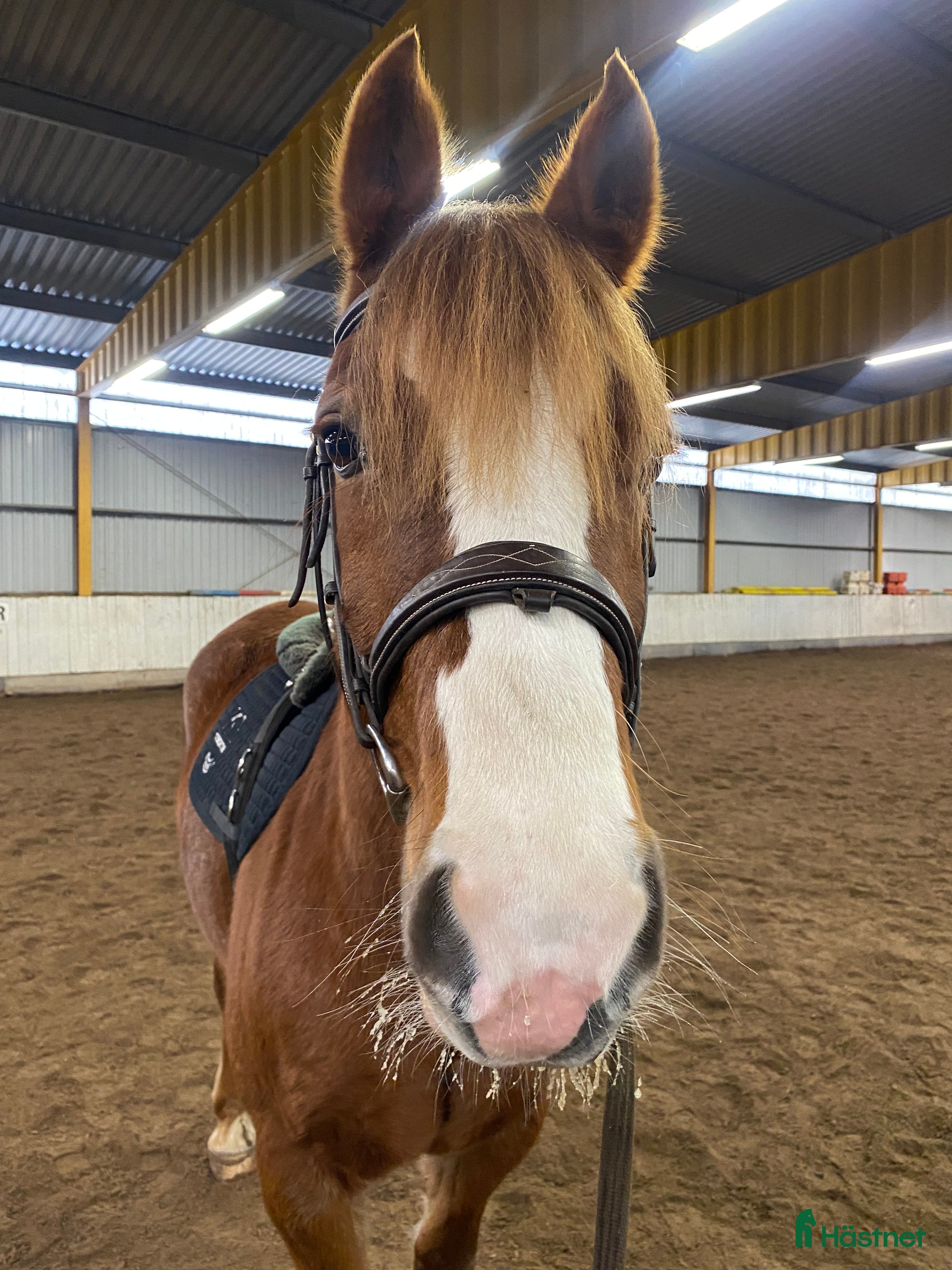  hästar Trevlig ungponny - Annons 3