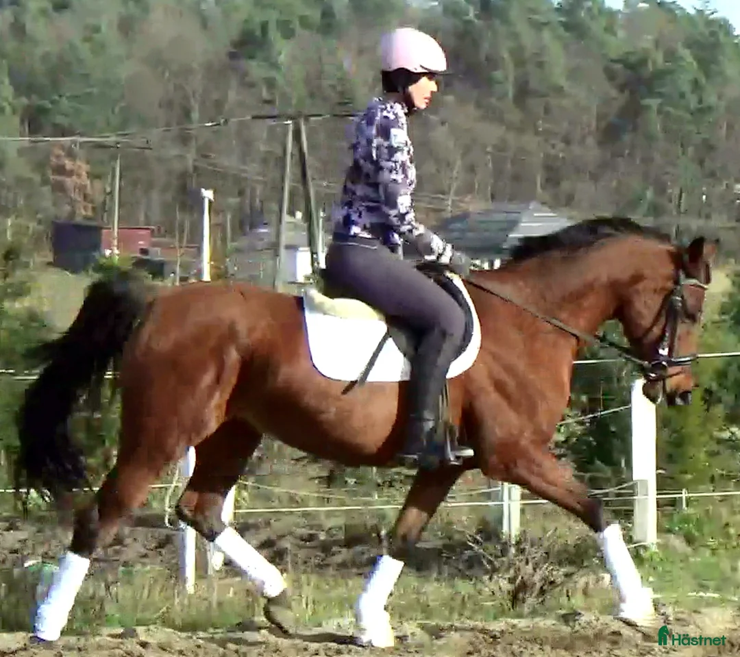 Allround hästar till salu: Top mover for some ambitious rider   - Annons 14