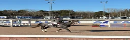 Hoppning hästar till salu: Lovande unghäst e. Chacoon Blue - Annons 5