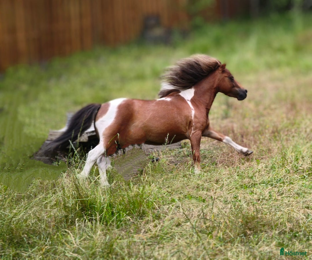 Allround hästar till salu: Amerikanskt miniatyr sto 7 år i Tjällmo - Annons 3