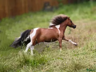 hästar Amerikanskt miniatyr sto 8 år - Annons 4