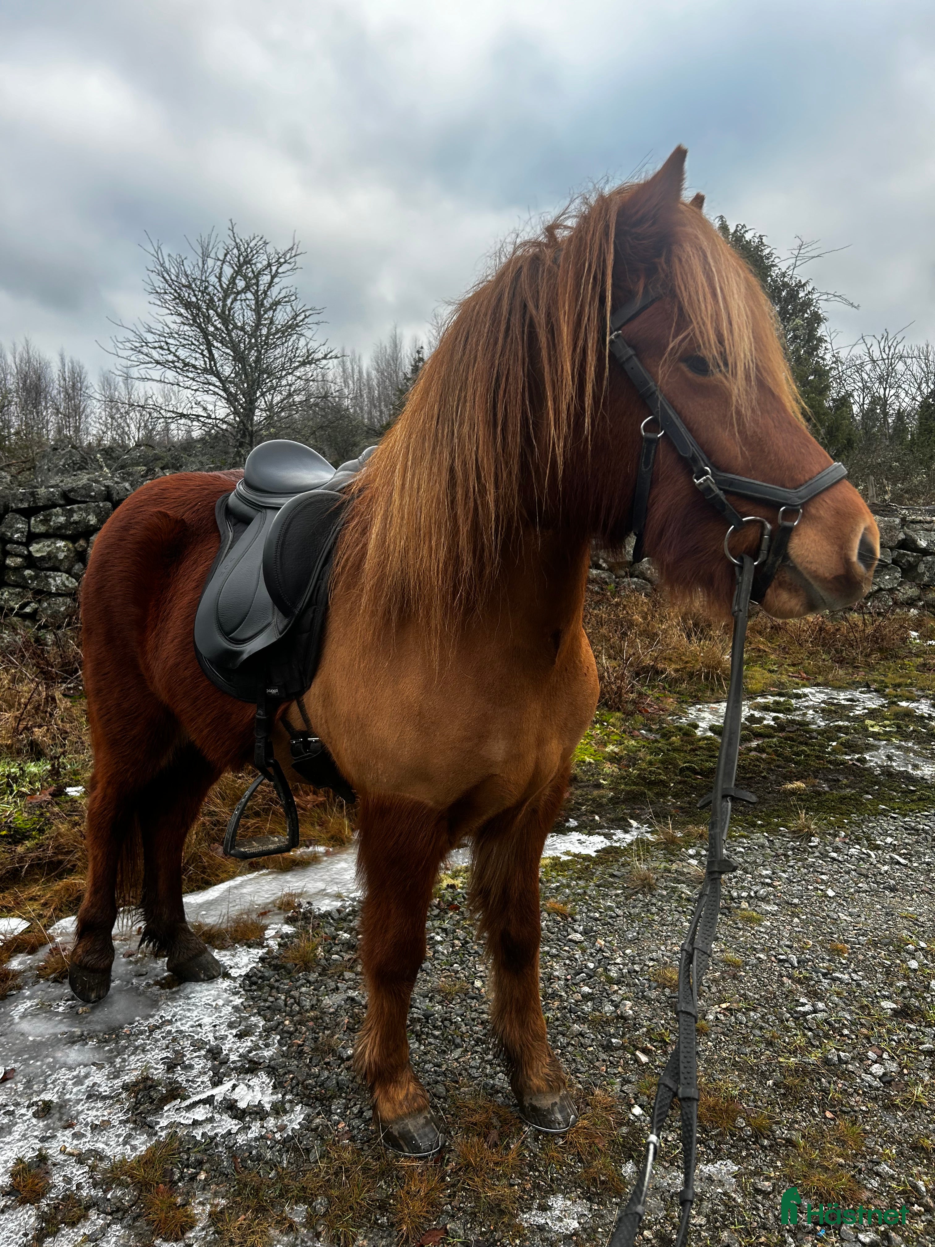  hästar Flott sto med mycket utvecklingspotential  - Annons 2