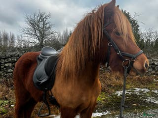 hästar Flott sto med mycket utvecklingspotential - Annons 2