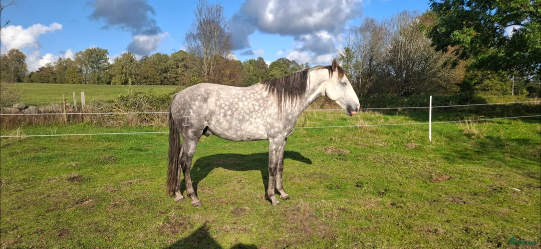 Allround hästar till salu: Lovande valack i Brösarp - Annons 3