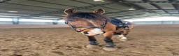 Hoppning hästar till salu: Världens bästa Kompiz! - Annons 2