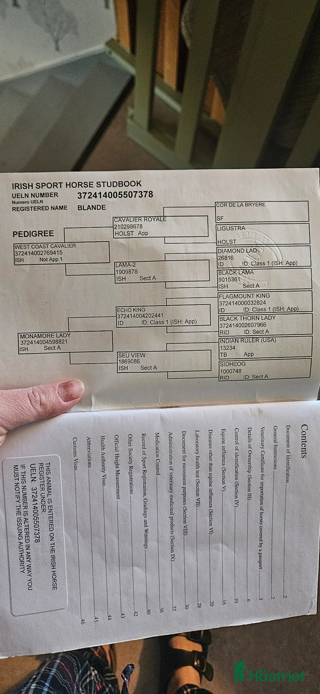 Allround hästar till salu: Blondie - Annons 2