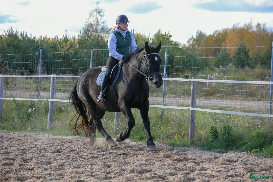 Akademiskt hästar till salu: Teddy bear for sale i Stockholm - Annons 4