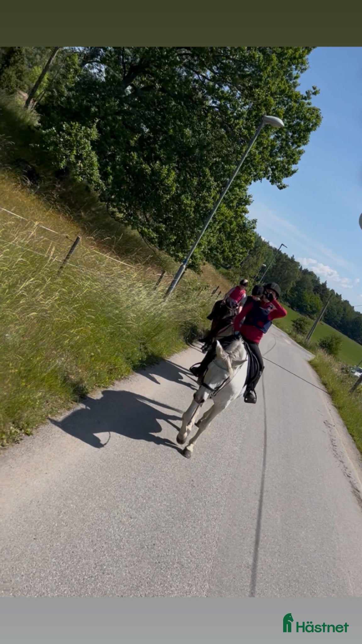  medryttarhäst sökes: Söker medryttarponny/skötare - Annons 4