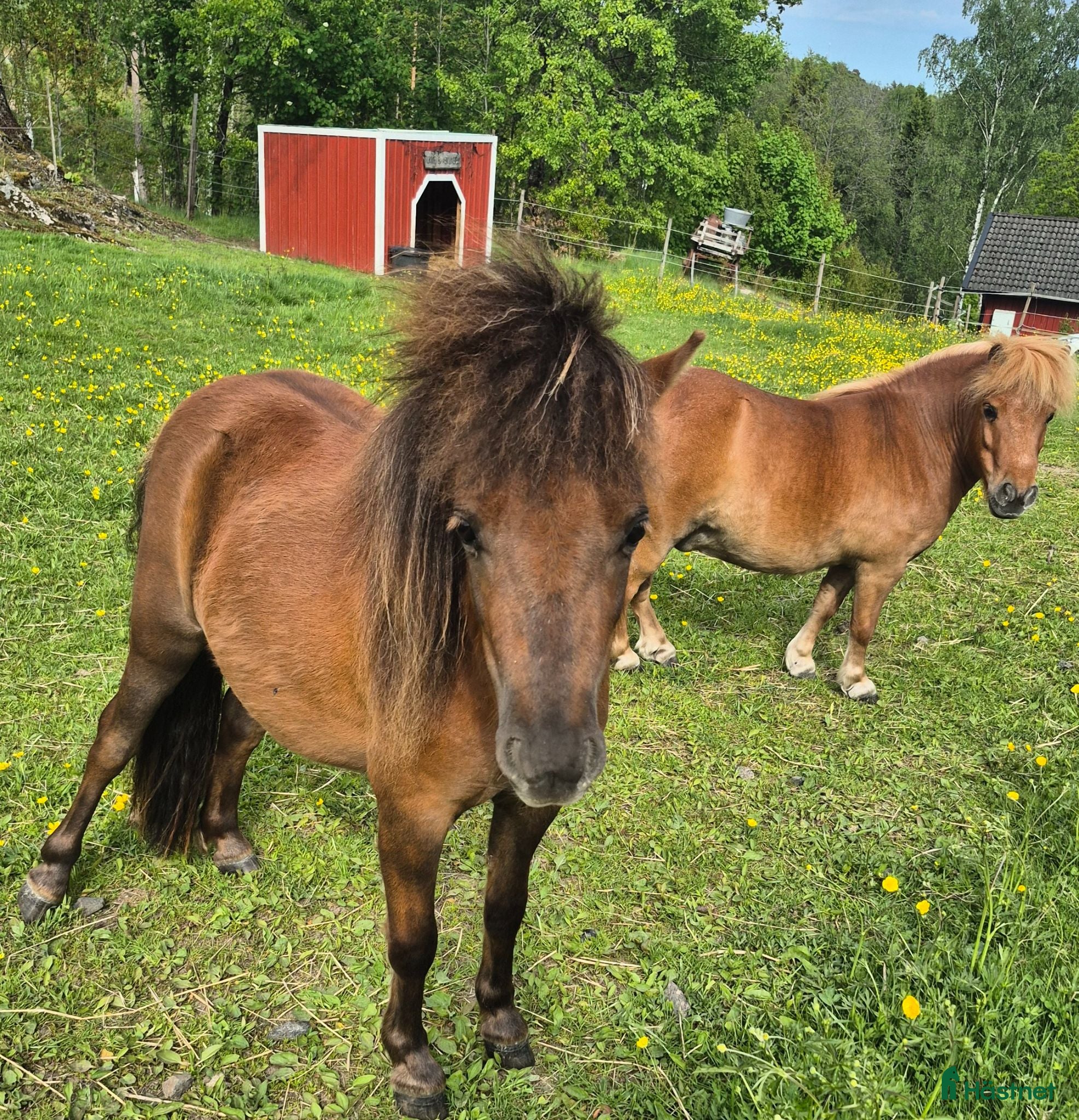  hästar Två fina shettisar söker ett för-alltid-hem  - Annons 3