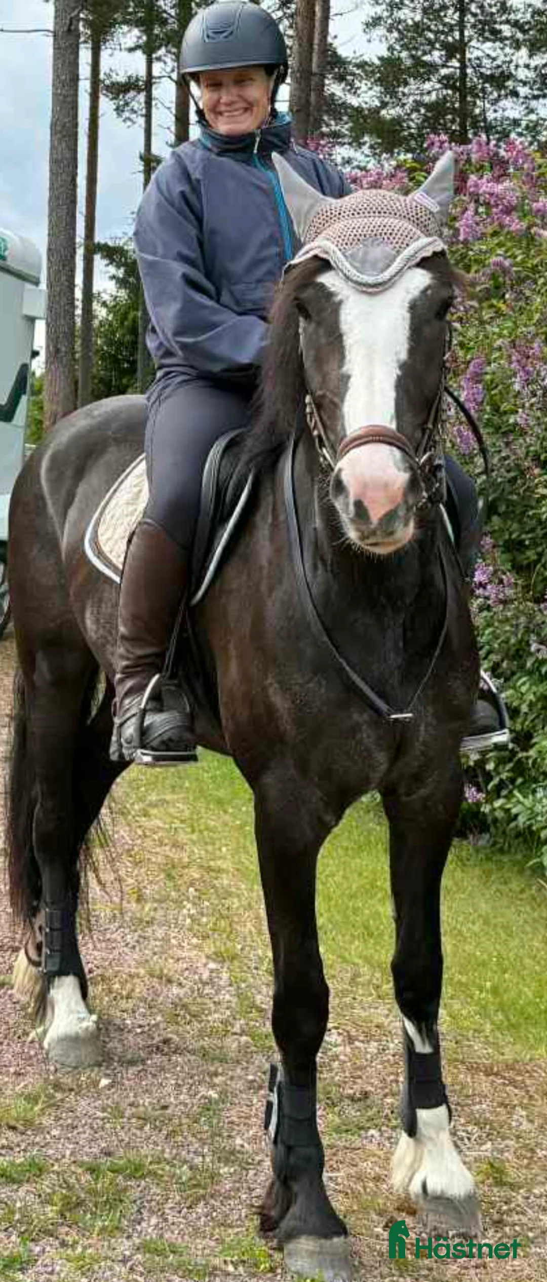 Allround hästar till salu: Smäcker kallblods sto  i Mora - Annons 3