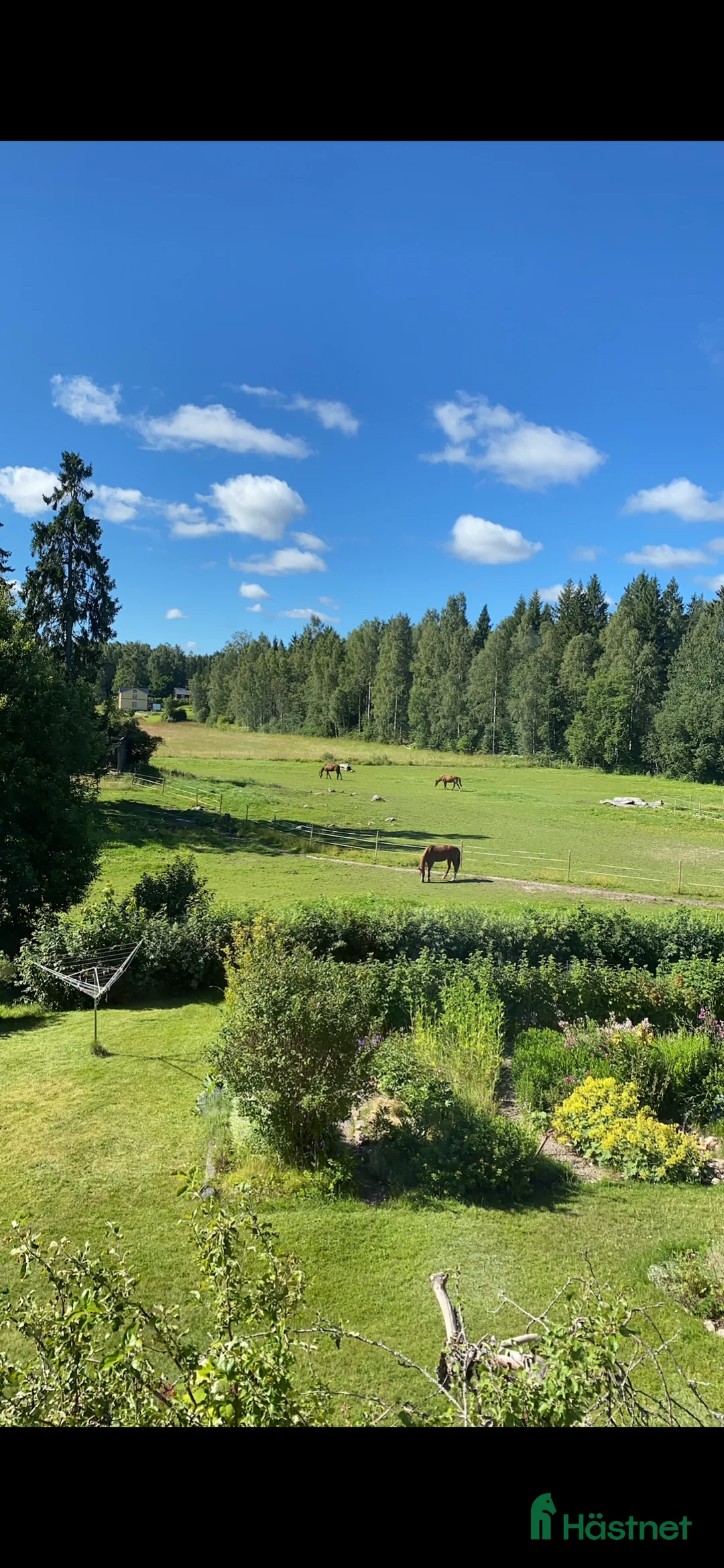 Allround hästar sökes: Söker häst att utveckla vidare  i Torsåker - Annons 1