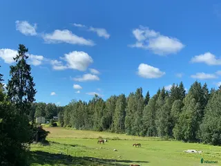 hästar Söker häst att utveckla vidare i Torsåker - Annons 9