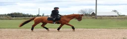 Allround hästar till salu: Amateur rider safe mare - Annons 3