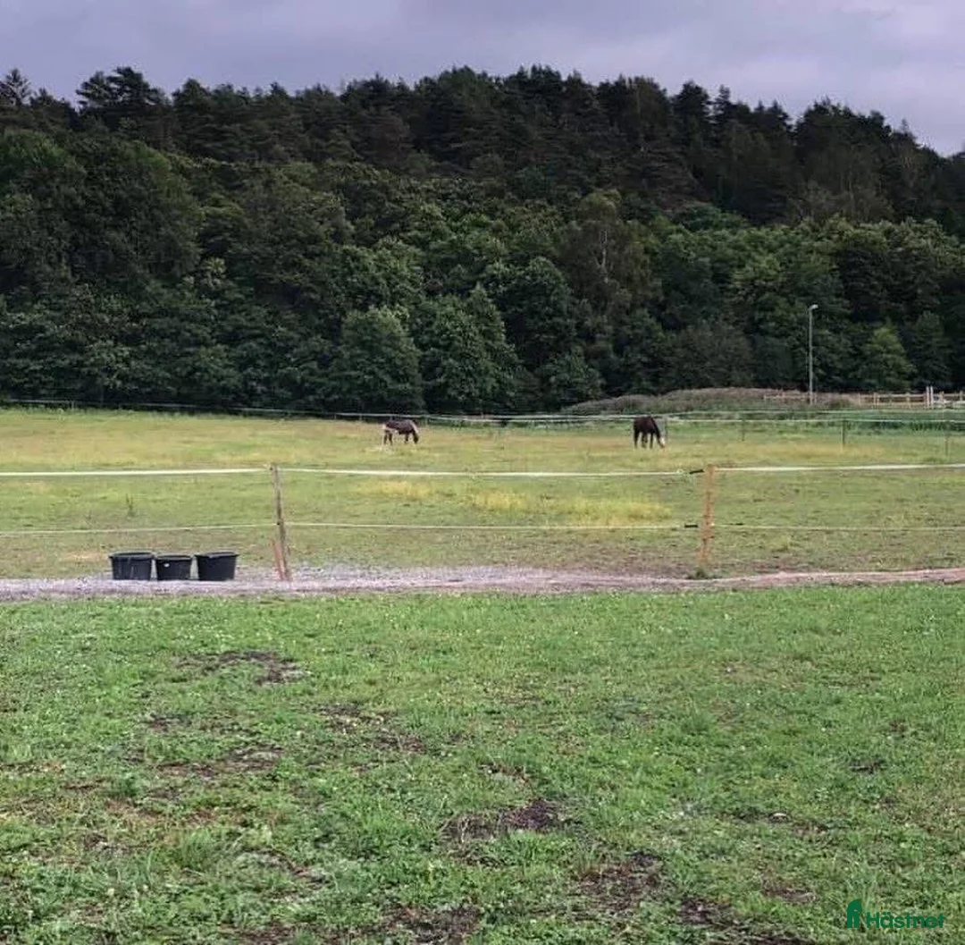  stallplats finnes: Stallplats med alla åtaganden inkluderade i Kungsbacka - Annons 6