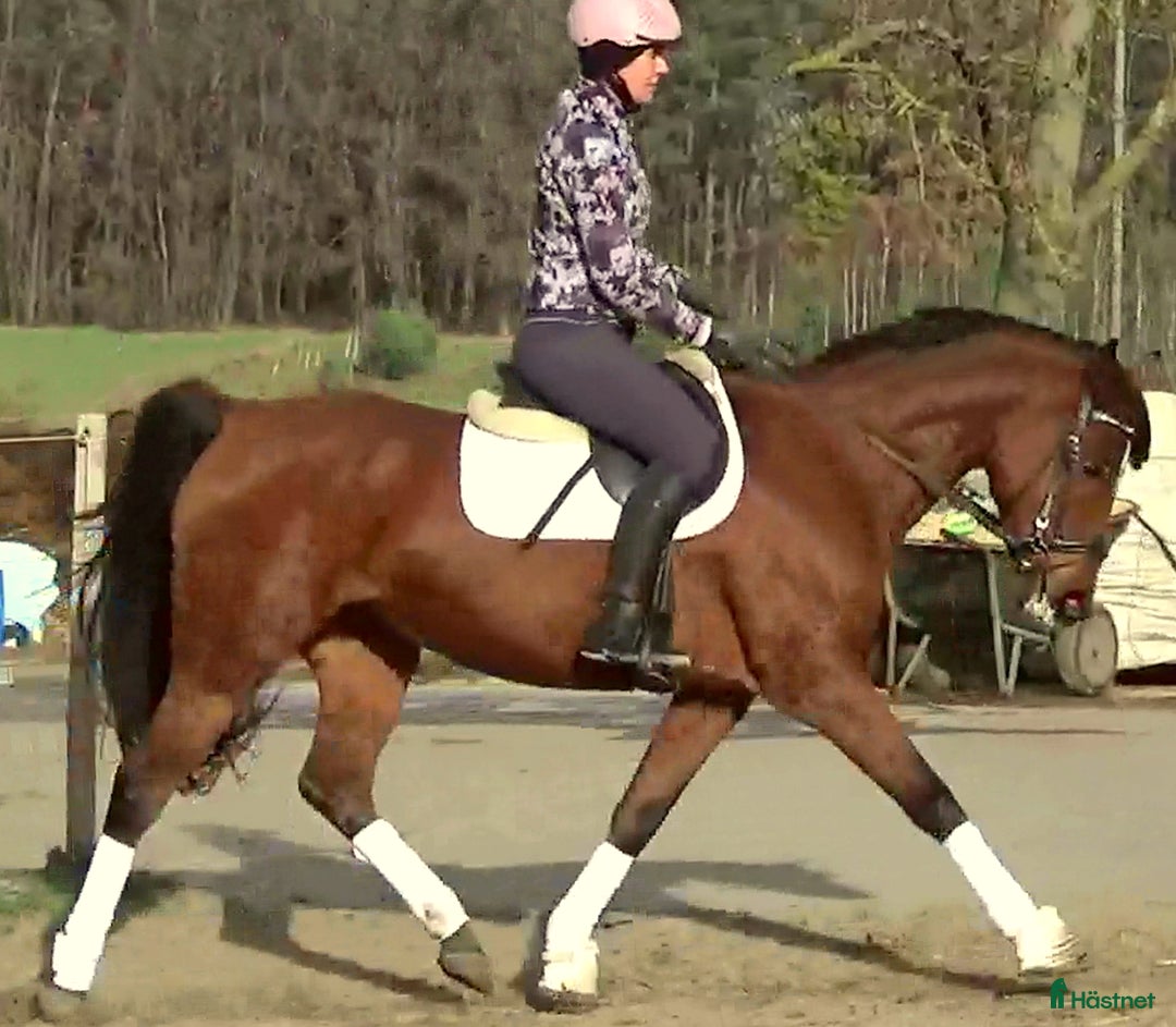 Allround hästar till salu: Top mover for some ambitious rider   i Örsundsbro - Annons 5