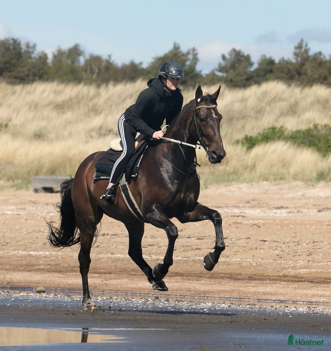Allround hästar till salu: Pigg och glad häst som lämnar travbanan  i Halmstad - Annons 3