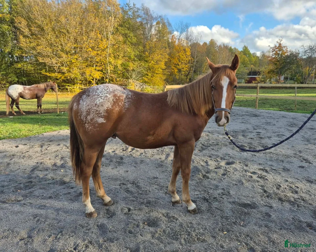 Western hästar till salu: Charmig Appaloosa-valack - Annons 1