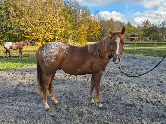 hästar till salu: Charmig Appaloosa-valack - Annons 1