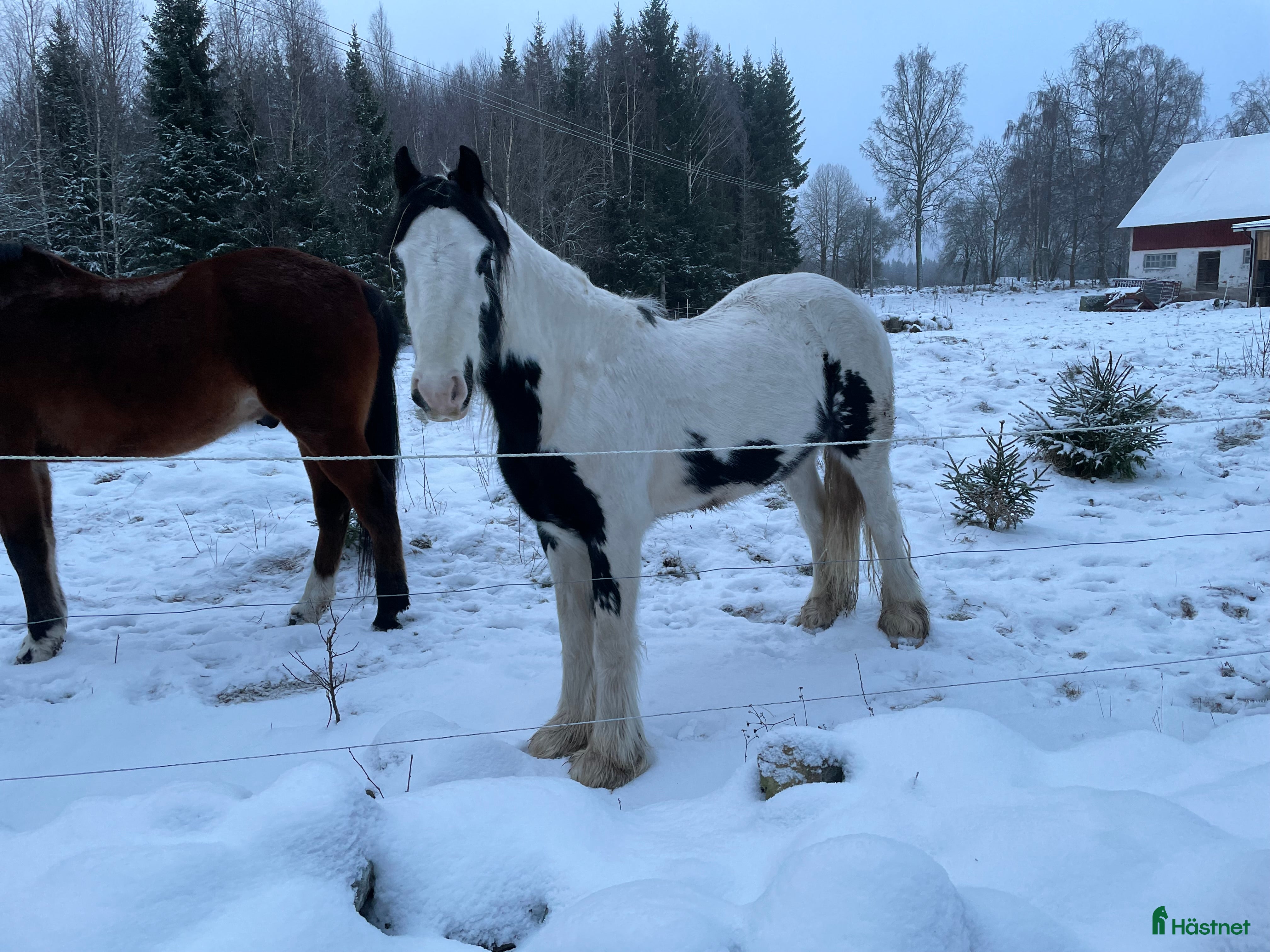  hästar Fodervärd sökes  i Myresjö - Annons 2